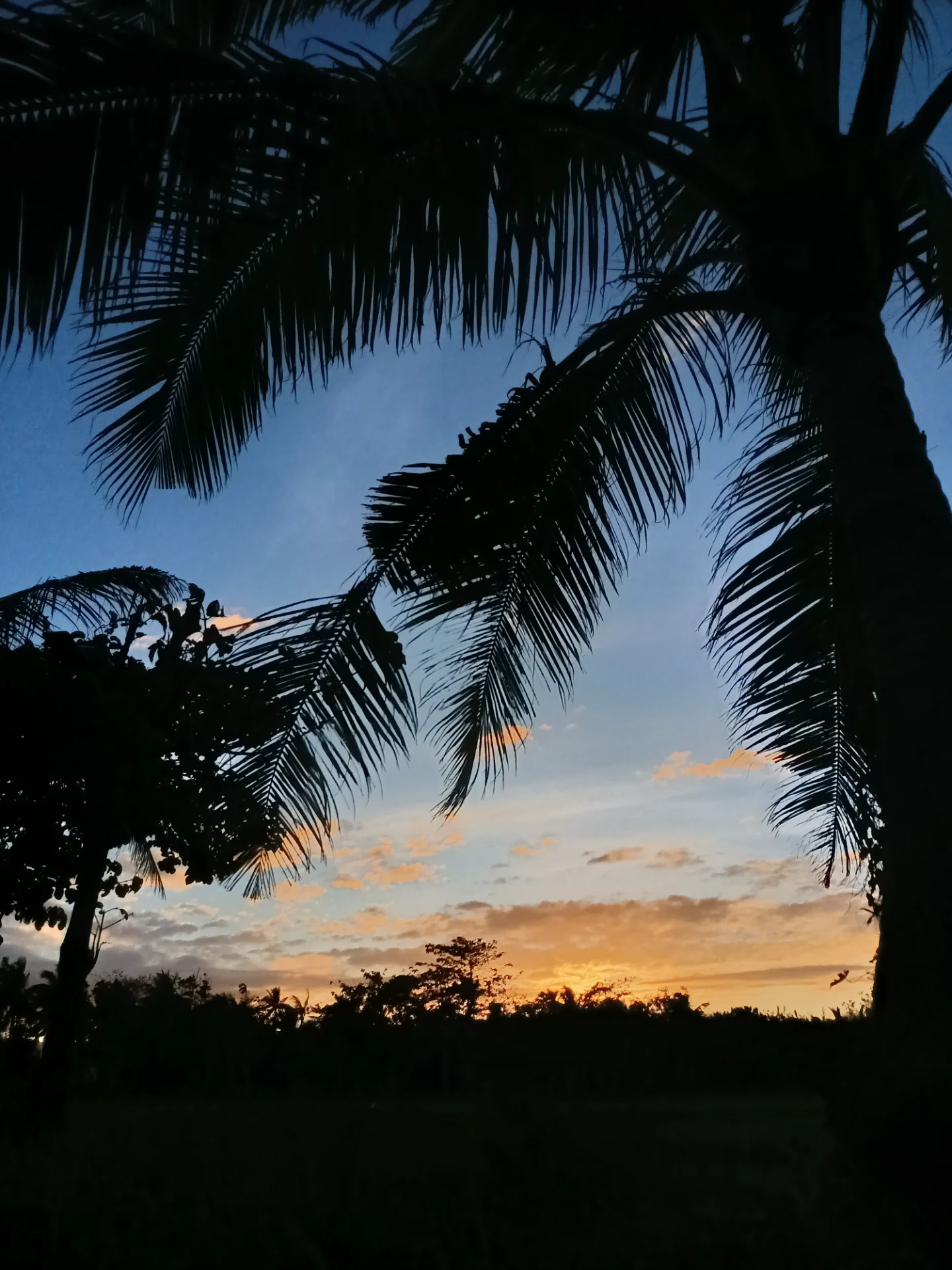 Born to chase oranges, yellows and blues