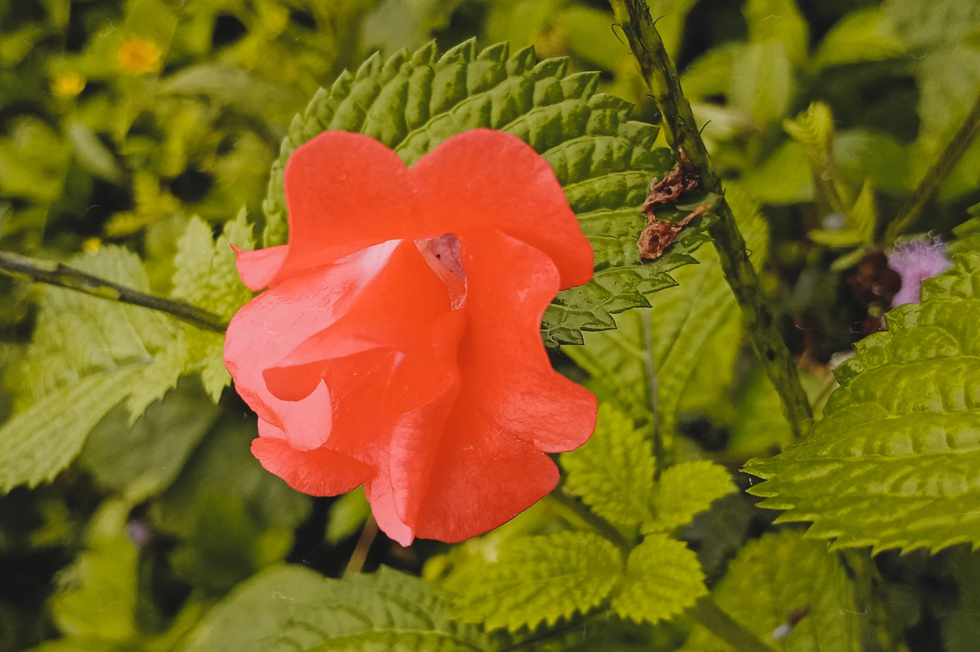 inbound7322386440031856542