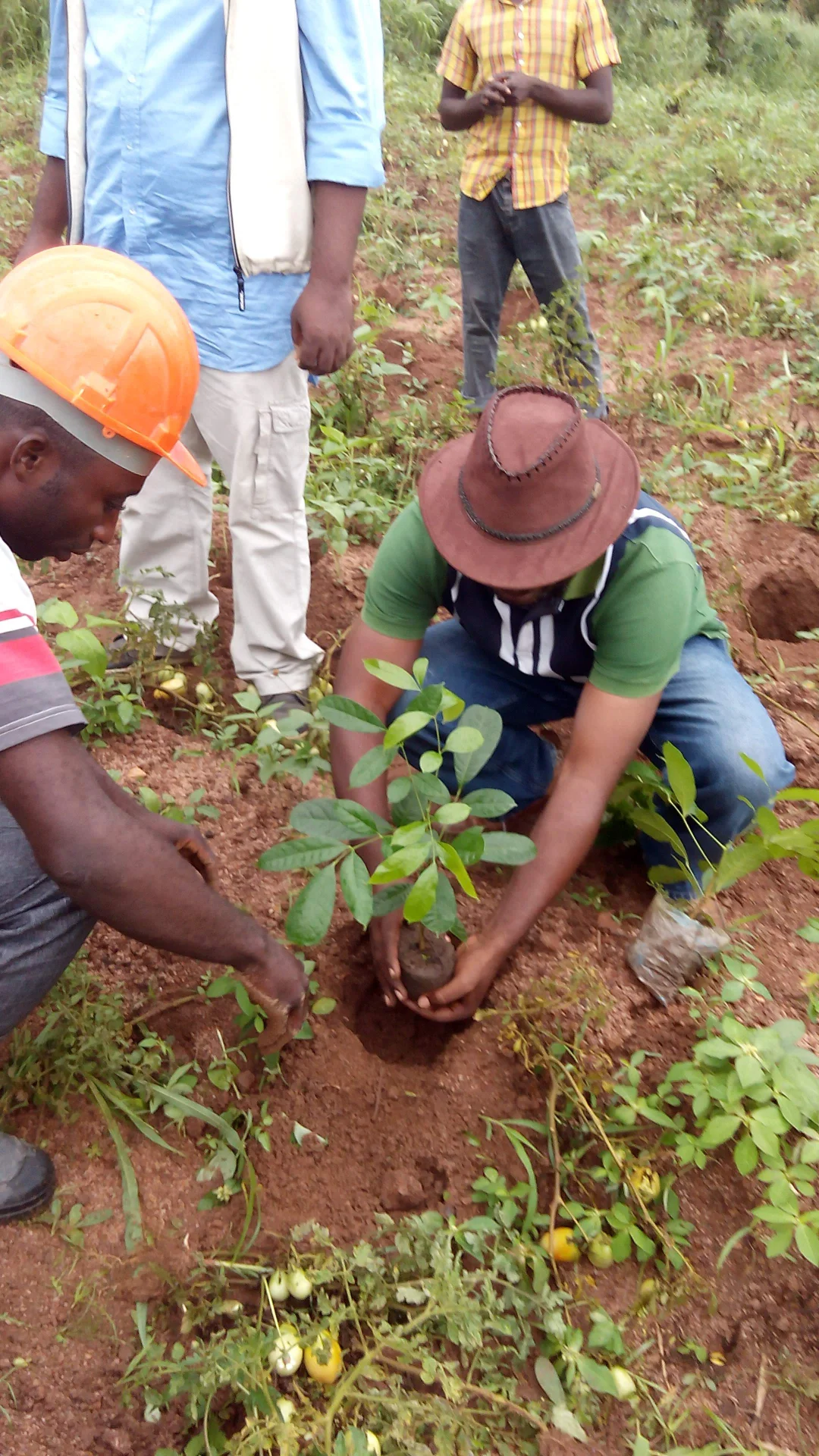 inbound8185124300525553353