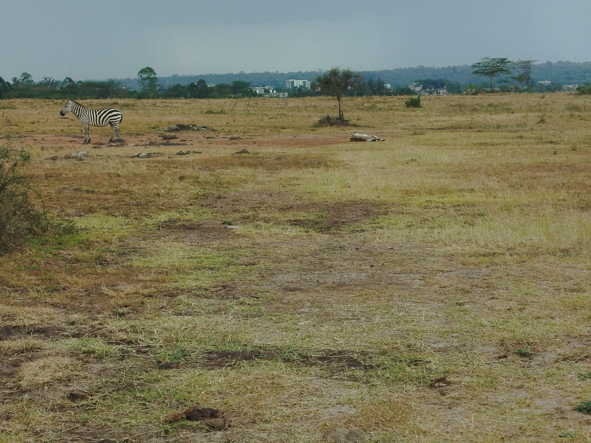 stellanyambura26 portfolio work