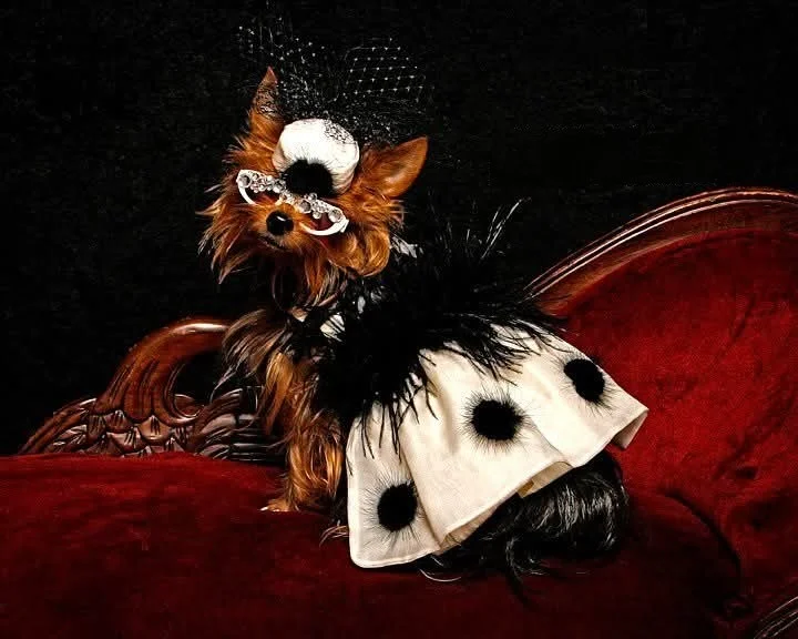 inbound3208928864086586552