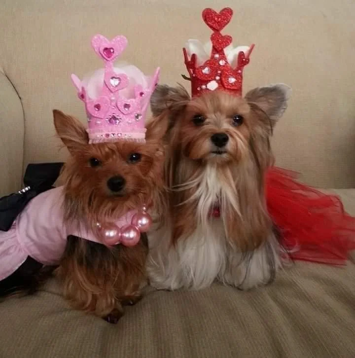 inbound1330175185973151776