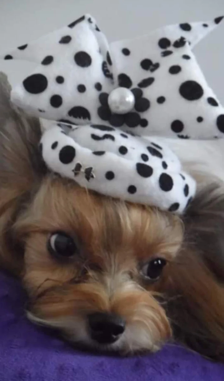 inbound7321088971451277195