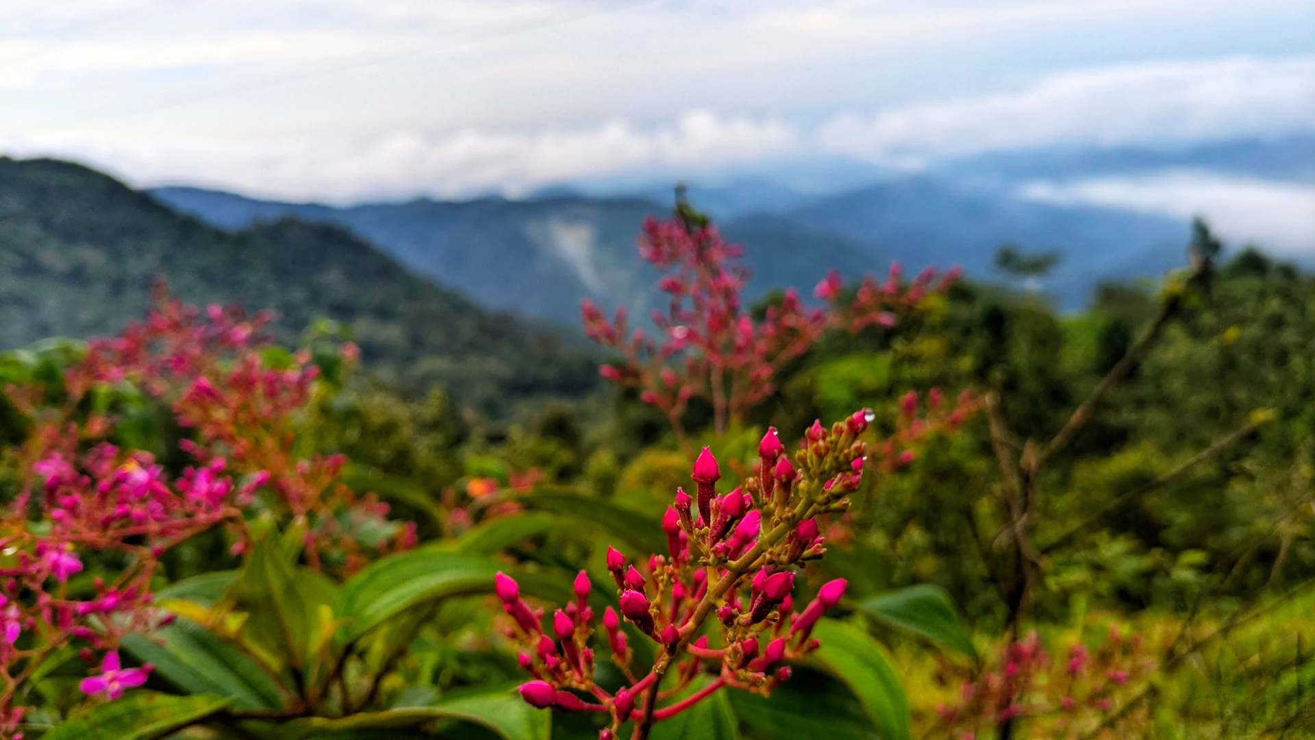 inbound6213230804815755326