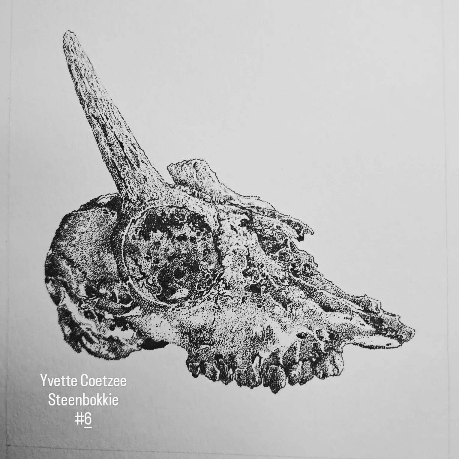 inbound5756668877459554510 by Yvette , animal manager part time artist