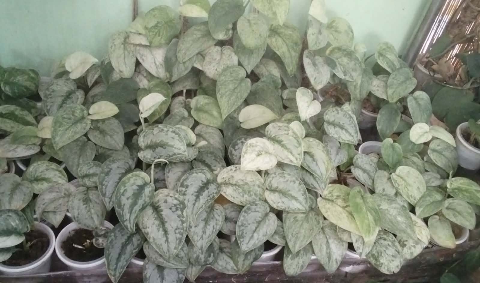 inbound4797150601323882652 by phgmanila2021, garden owner