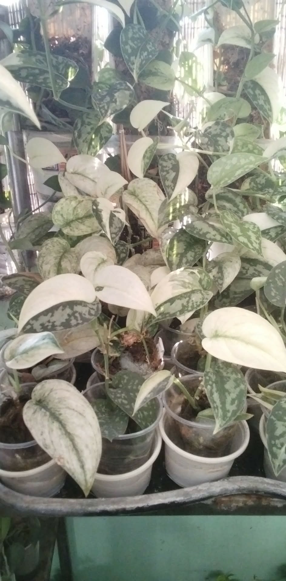Propagation Studies by phgmanila2021, garden owner