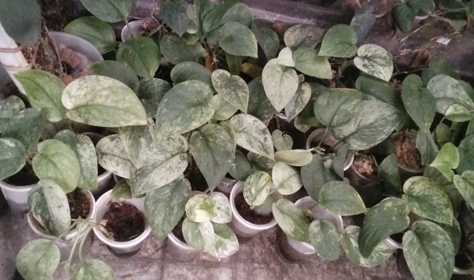 inbound1963246318255025562 by phgmanila2021, garden owner