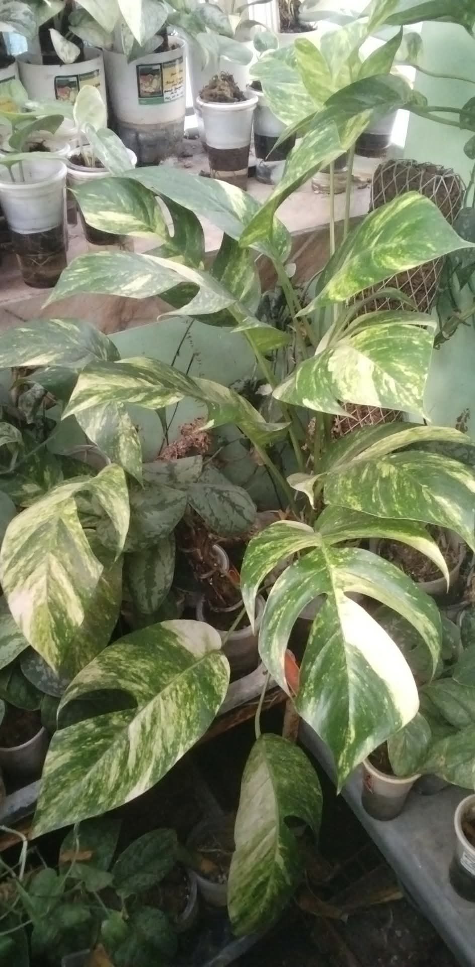 inbound5944703987097072914 by phgmanila2021, garden owner