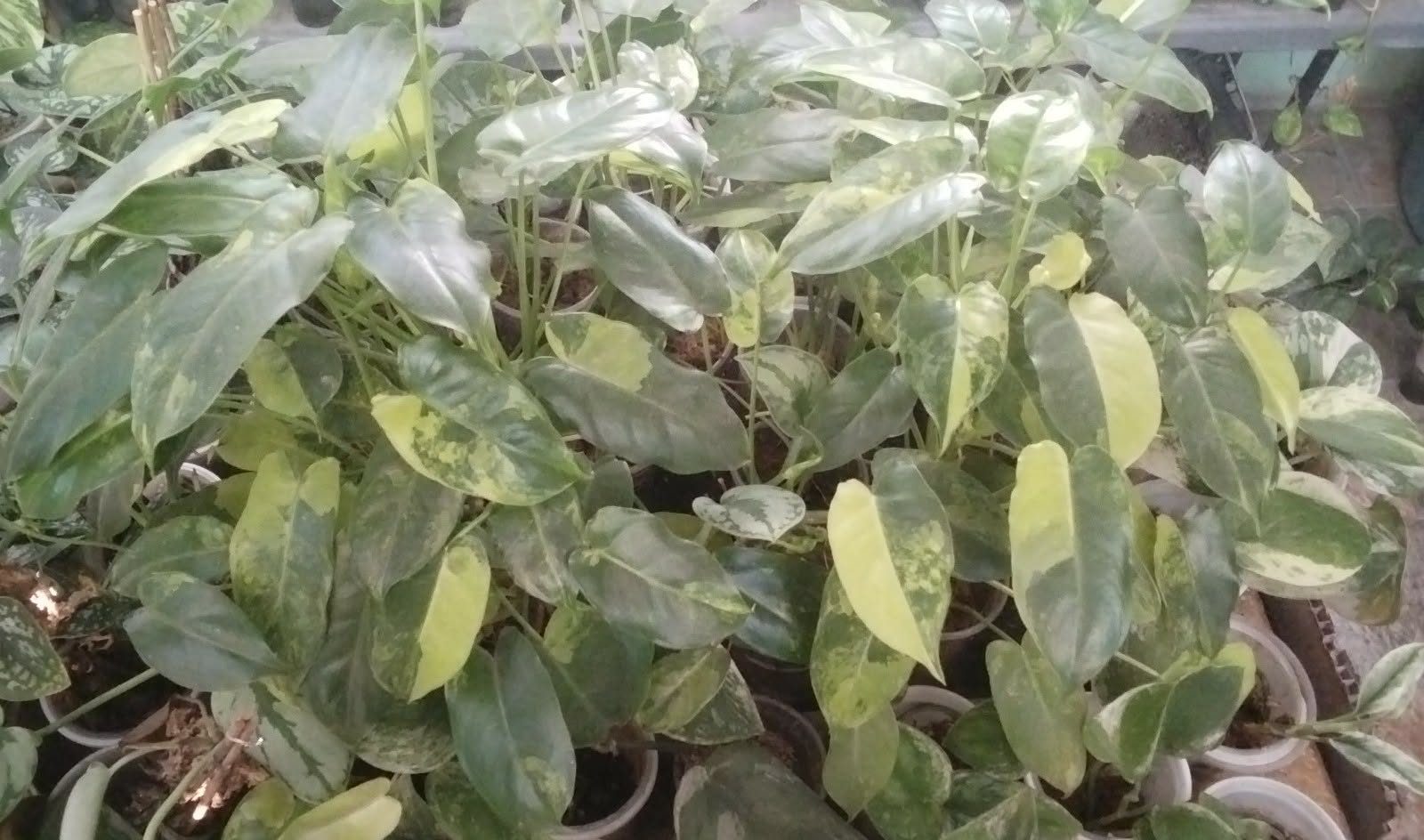 inbound3069485419935415591 by phgmanila2021, garden owner